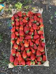 Сезонные фрукты ягоды и овощи